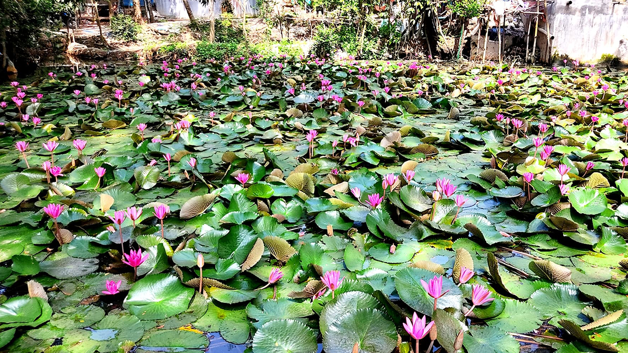 কুমিল্লার ব্রাহ্মণপাড়ার মহালক্ষীপাড়া গ্রামের লাল শাপলার পুকুর নয়নাভিরাম প্রাকৃতিক সৌন্দর্যে প্রকৃতিকে প্রাণবন্ত করে তুলেছে