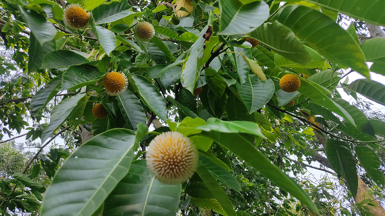  কদম বহুবর্ষজীবী গাছ। এ গাছের বৈজ্ঞানিক নাম অ্যান্থোসেফালাস ইন্ডিকাস। 